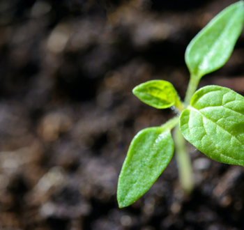 土壤有机质检测