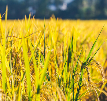 食品中污染物检测
