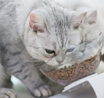 AAFCO标准检测（猫）