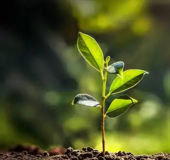 土壤重金属检测